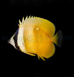 Chaetodon kleinii