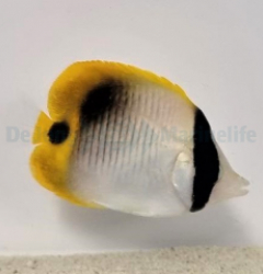 Chaetodon lineolatus