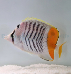 Chaetodon madagaskariensis