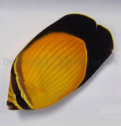 Chaetodon melapterus