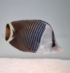 Chaetodon mesoleucos