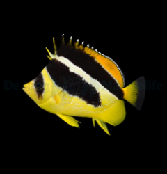 Chaetodon mitratus