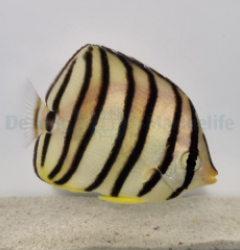 Chaetodon octofasciatus