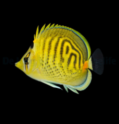 Chaetodon punctatofasciatus