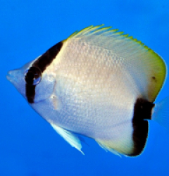 Chaetodon sedentarius