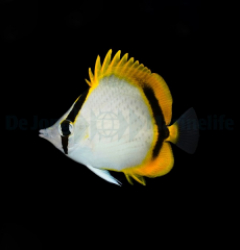 Chaetodon selene