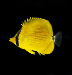 Chaetodon semeion