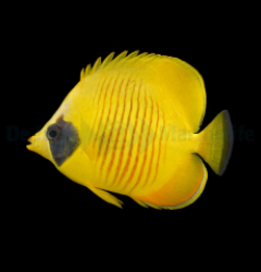 Chaetodon semilarvatus