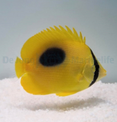 Chaetodon speculum