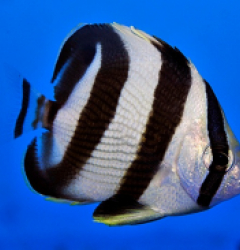 Chaetodon striatus