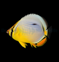 Chaetodon trifasciatus