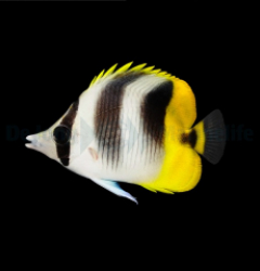 Chaetodon ulietensis