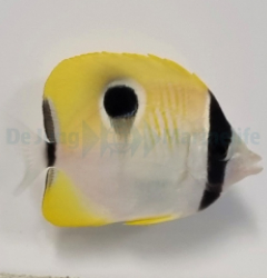 Chaetodon unimaculatus