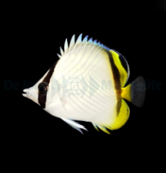 Chaetodon vagabundus