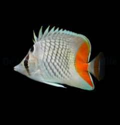 Chaetodon xanthurus