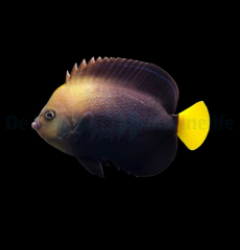 Chaetodontoplus caeruleopunctatus