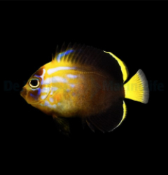 Chaetodontoplus cephalareticulatus - T.B.