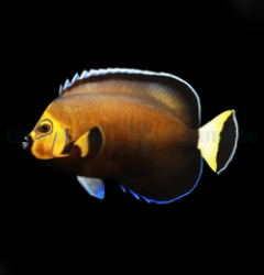 Chaetodontoplus conspicillatus