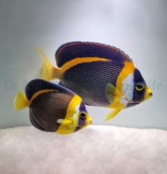 Chaetodontoplus duboulayi (pair)