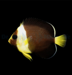 Chaetodontoplus meredithi - T.B.