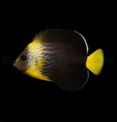 Chaetodontoplus cephalareticulatus x personifer - T.B.
