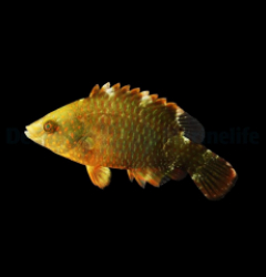 Cheilinus trilobatus