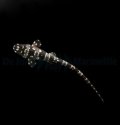 Chiloscyllium plagiosum