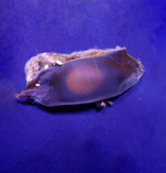 Chiloscyllium plagiosum (Egg)