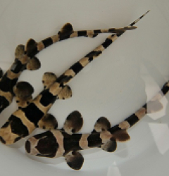 Chiloscyllium punctatum