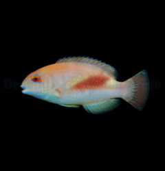 Choerodon zamboangae