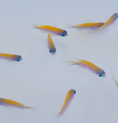 Chromis insolata
