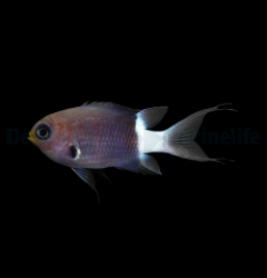 Chromis margaritifer