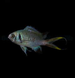 Chromis opercularis