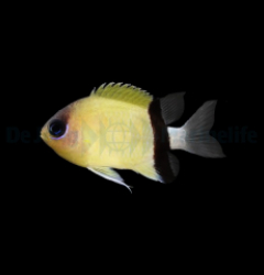 Chromis retrofasciata