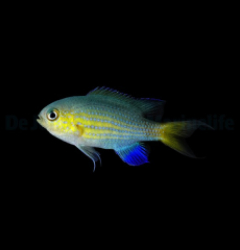 Chromis vanderbilti