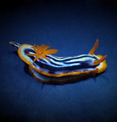 Chromodoris magnifica