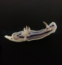 Chromodoris willani