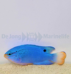 Chrysiptera cyanea (Orange tail)