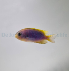 Chrysiptera flavipinnis