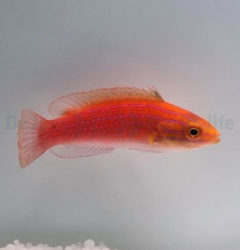 Cirrhilabrus africanus (female)