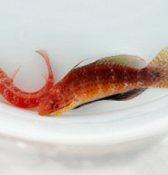 Cirrhilabrus africanus (Pair)