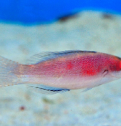 Cirrhilabrus balteatus (female)