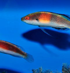 Cirrhilabrus balteatus (Pair)