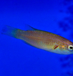 Cirrhilabrus brunneus (female)