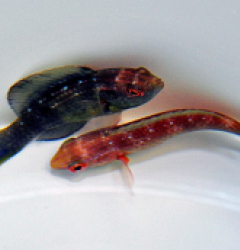 Cirrhilabrus brunneus (Pair)