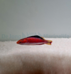 Cirrhilabrus condei (male)