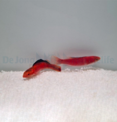 Cirrhilabrus condei (Pair)