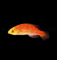 Cirrhilabrus isosceles (female)