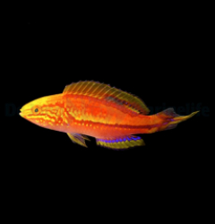 Cirrhilabrus isosceles (male)