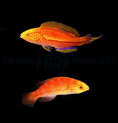 Cirrhilabrus isosceles (Pair)